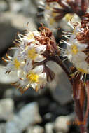 Image of Myosotis monroi Cheeseman