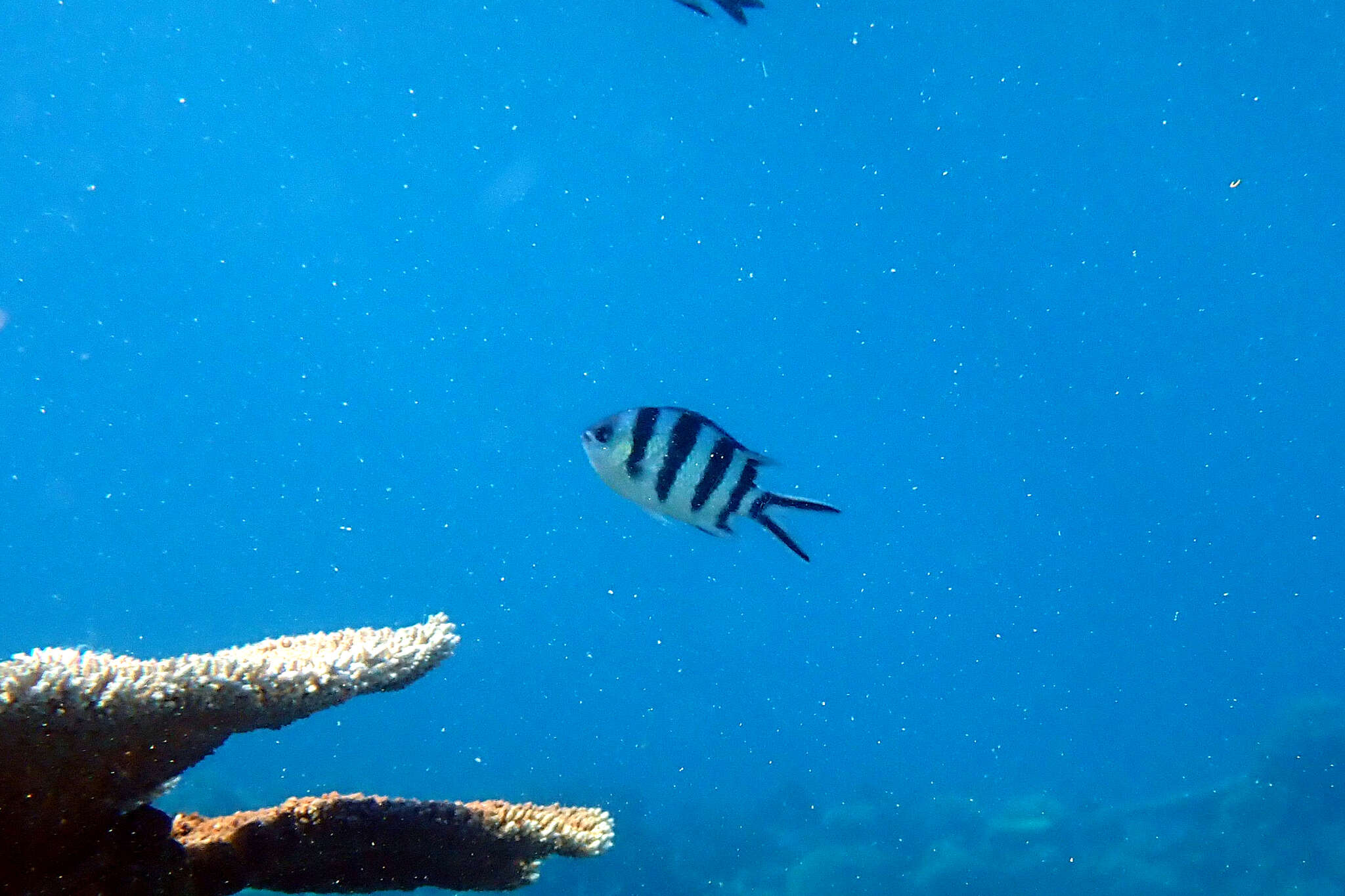 Abudefduf sexfasciatus (Lacepède 1801) resmi