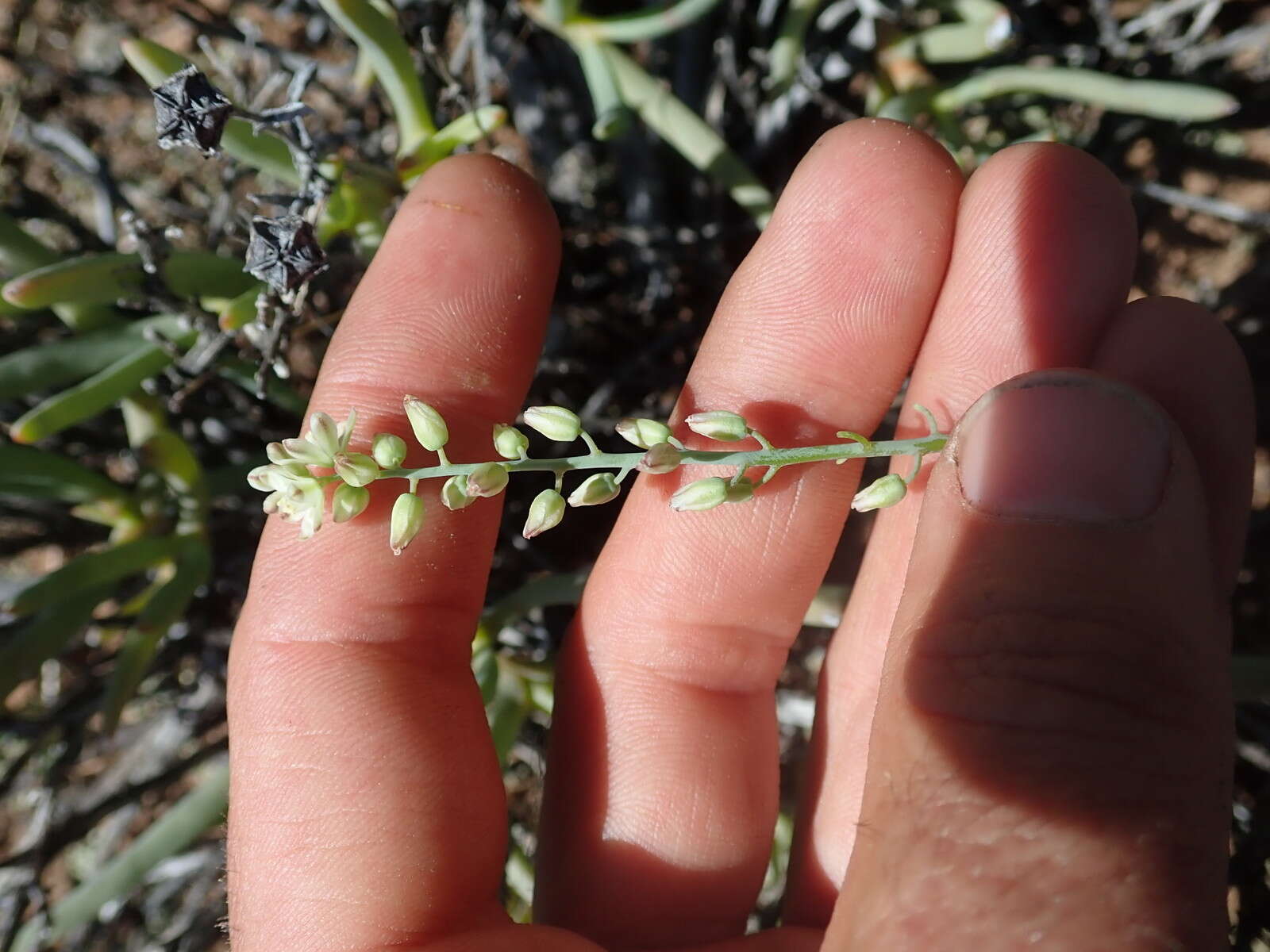 Image of Eriospermum zeyheri R. A. Dyer