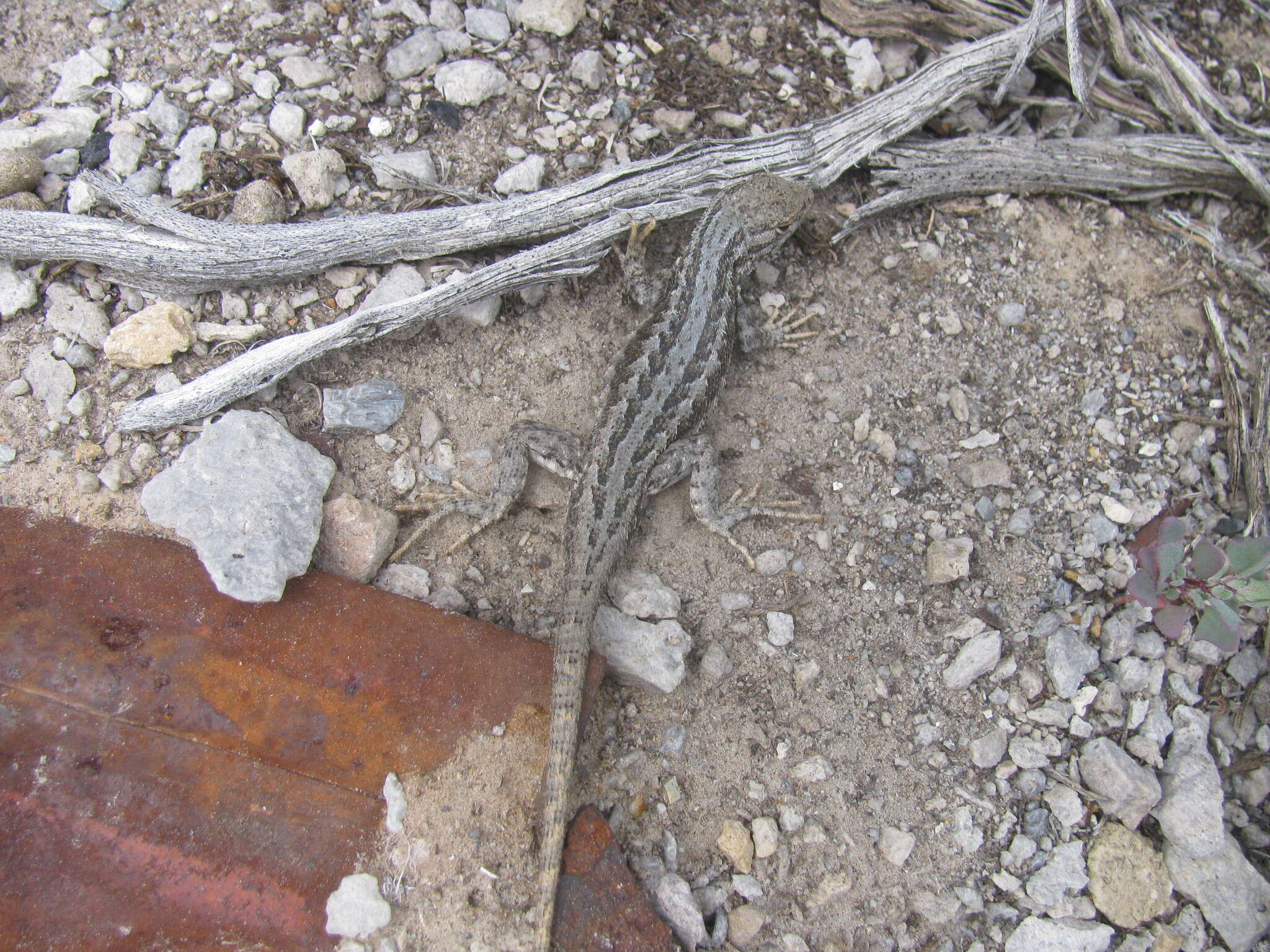 Image of Common Sagebrush Lizard