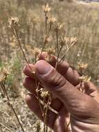 Image of Ash Meadows Gumweed