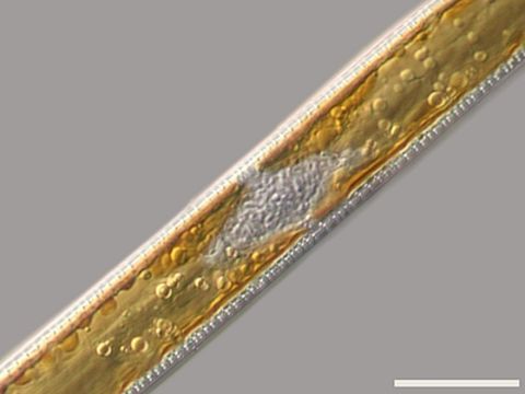 Image of <i>Nitzschia sigmoidea</i>
