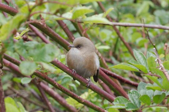 Image of Grey White-eye