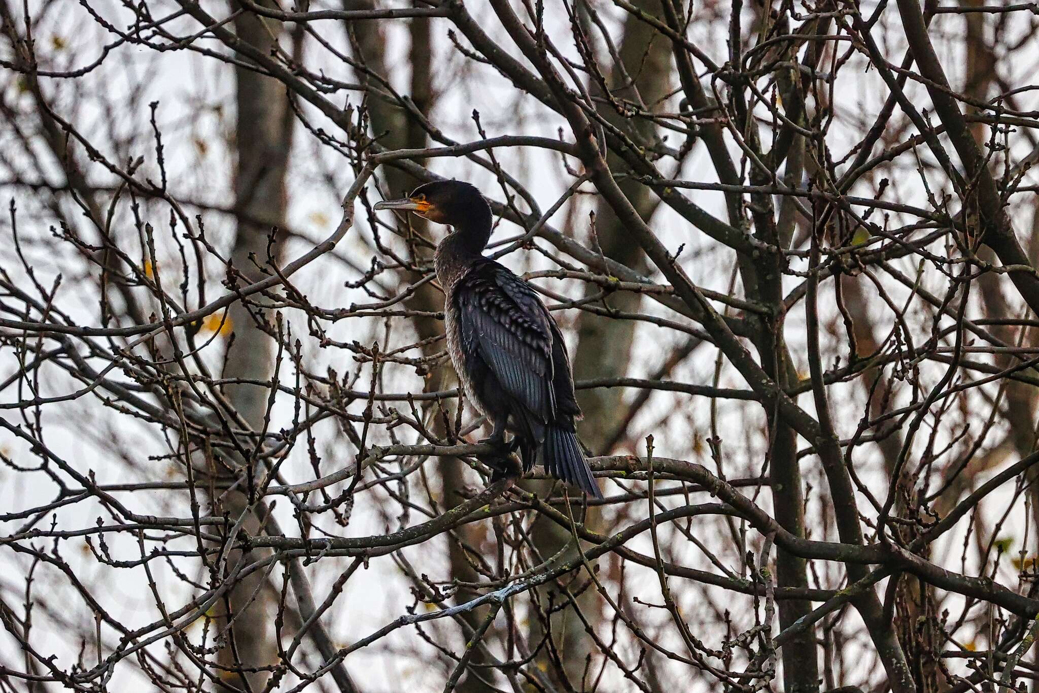 Image of Phalacrocorax carbo carbo (Linnaeus 1758)