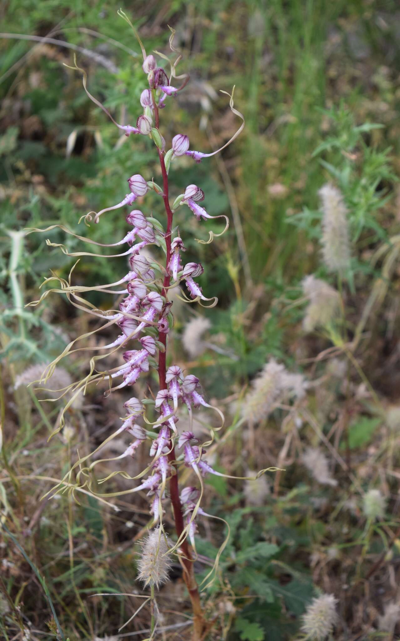 Image of Himantoglossum caprinum subsp. jankae (Somlyay, Kreutz & Óvári) R. M. Bateman, Molnar & Sramkó