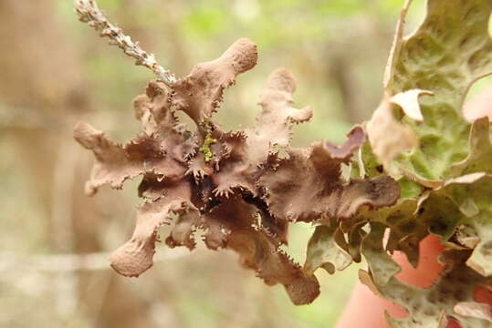 Image of Pimpled kidney lichen