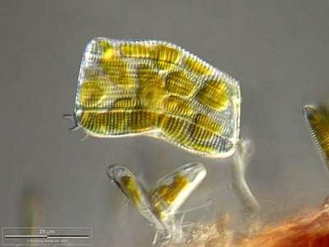 Image of <i>Achnanthes longipes</i> C. Agardh 1824