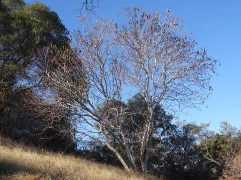 Image of California buckeye