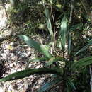 Image of Phaius pulchellus Kraenzl.