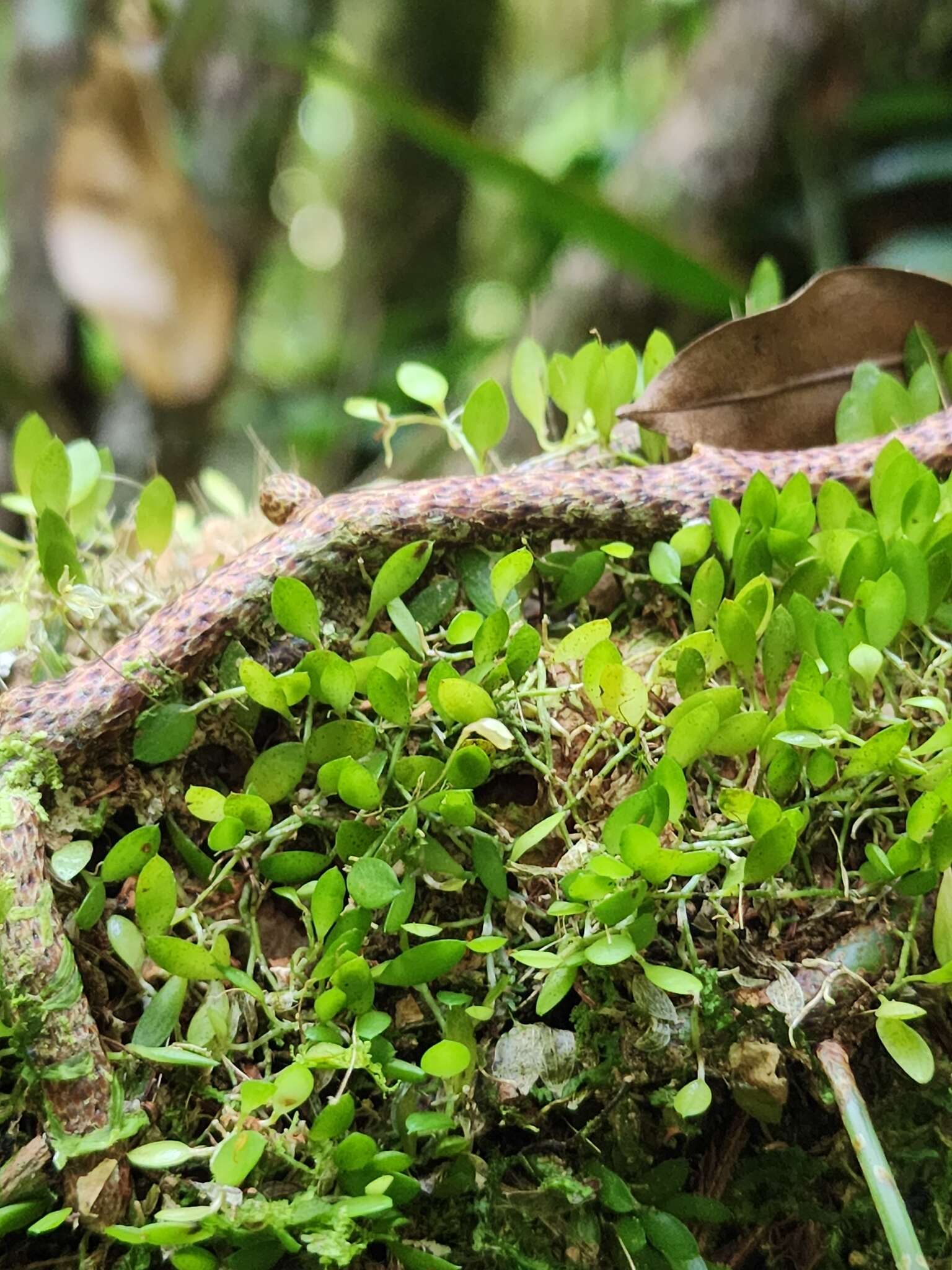 Plancia ëd Barbosella miersii (Lindl.) Schltr.