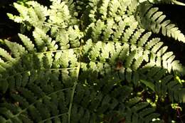 Imagem de Dryopteris inaequalis (Schltdl.) O. Kuntze