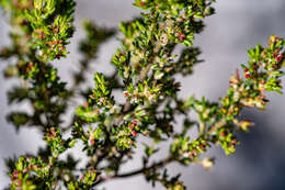 Image of Erica axillaris Thunb.