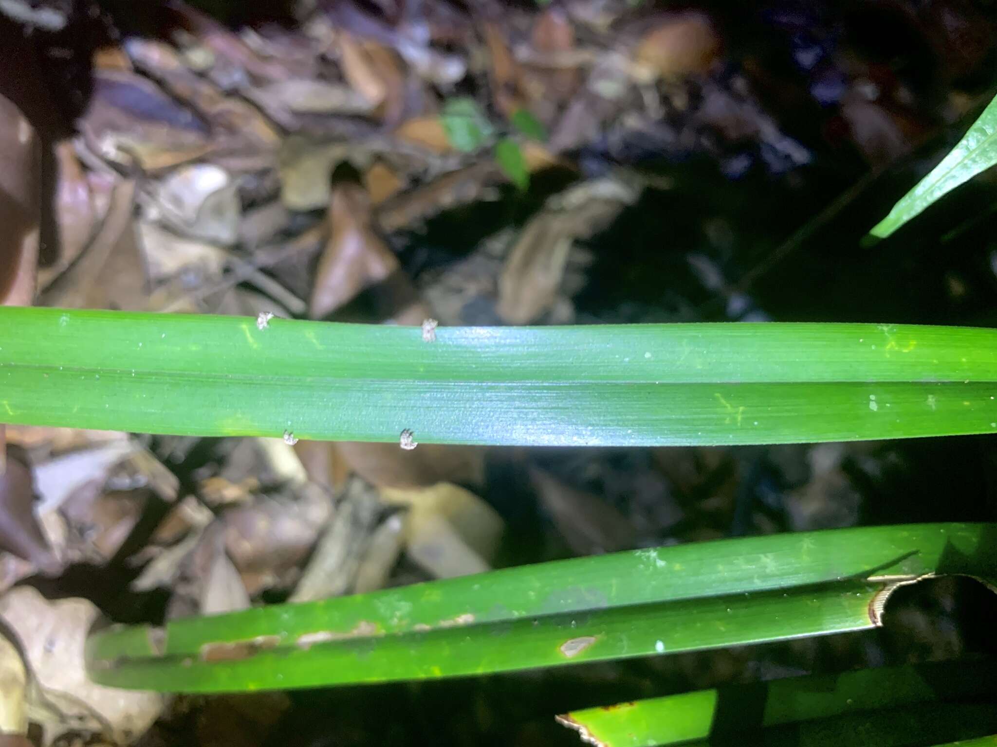 Image of Elongate Leaf Chameleon