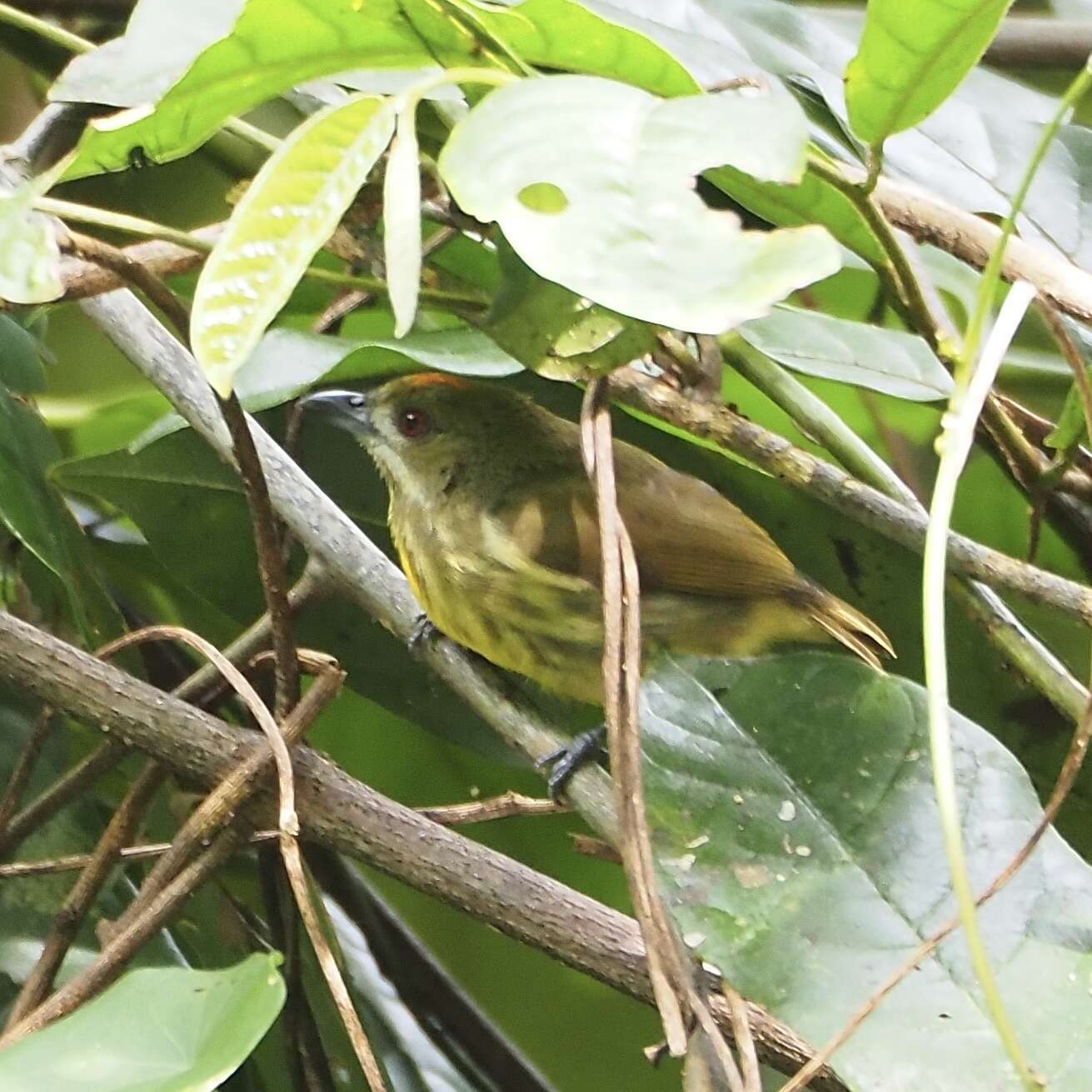 Image of Yellow-breasted Flowerpecker