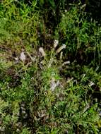 Image of silky prairie clover