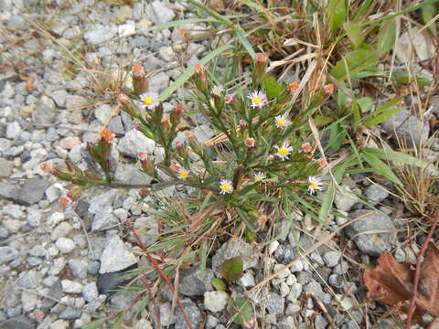 صورة <i>Symphyotrichum <i>subulatum</i></i> var. subulatum