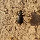 Sivun Calosoma (Caminara) olivieri Dejean 1831 kuva