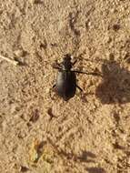 Sivun Calosoma (Caminara) olivieri Dejean 1831 kuva