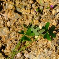 صورة Oxalis purpurascens Salter