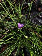 Image de Callisia graminea (Small) G. C. Tucker