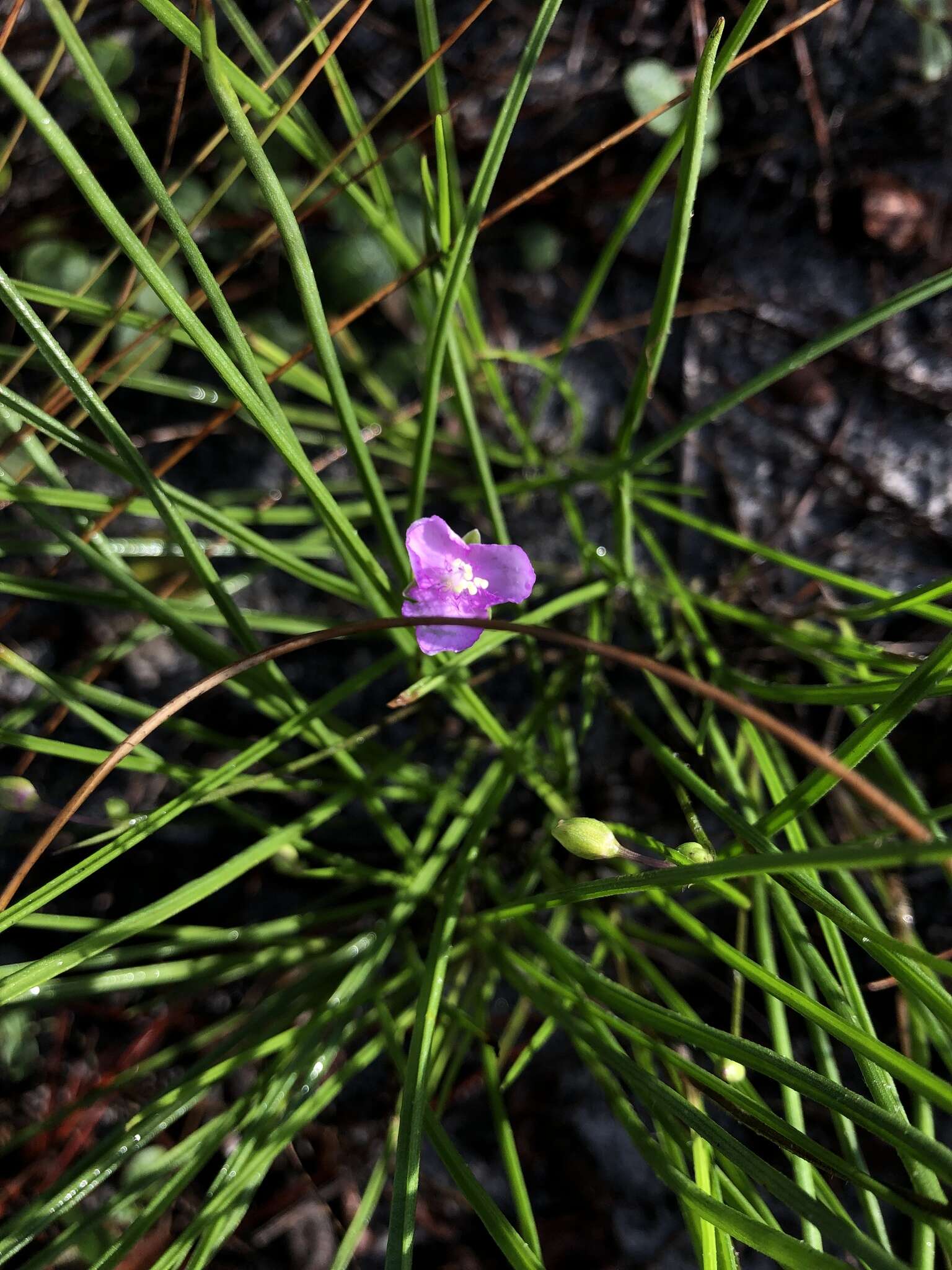 Image de Callisia graminea (Small) G. C. Tucker