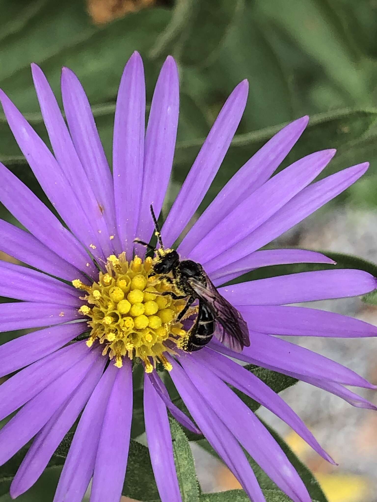 Lasioglossum fuscipenne (Smith 1853) resmi