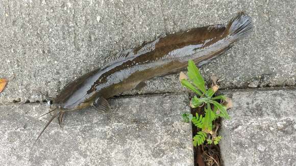 Image of Hong Kong catfish