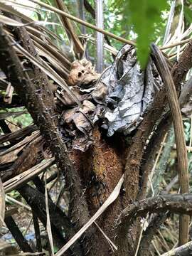 Imagem de Alsophila portoricensis (Kuhn) D. S. Conant