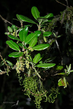 Image of <i>Quercus spinosa</i> David