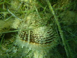 Image of fan mussel