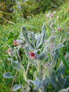 Plancia ëd Boraginaceae