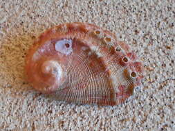 Image of spiral-ridged siffie