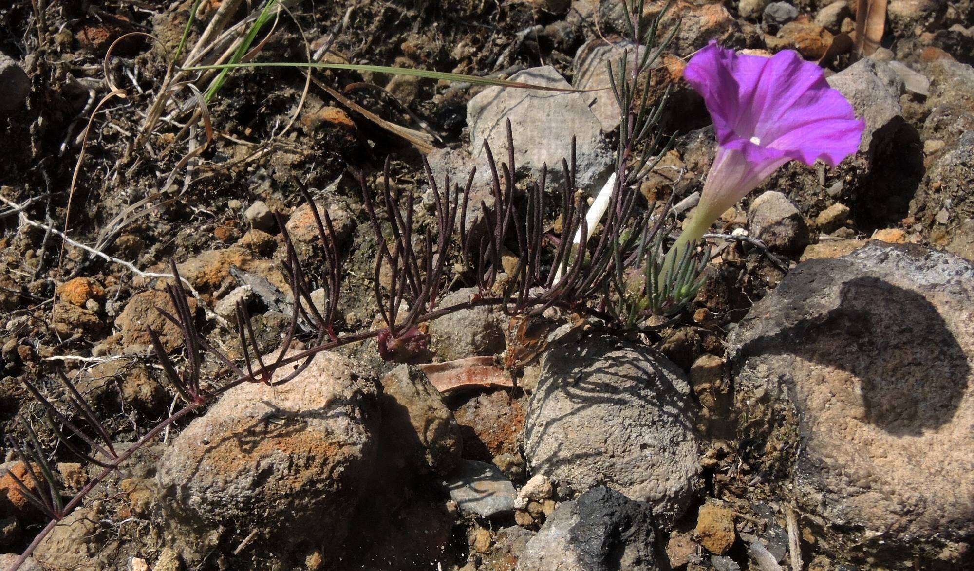 Plancia ëd Ipomoea capillacea (Kunth) G. Don