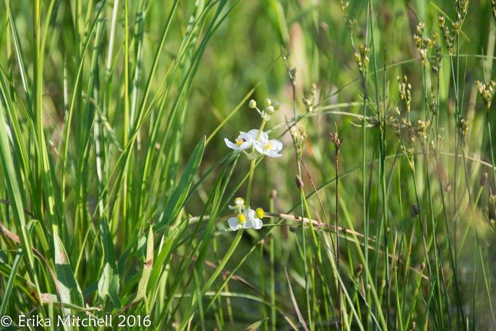 Sagittaria latifolia Willd. resmi