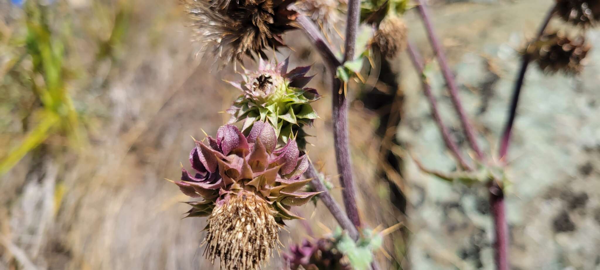 Image of Fountain Thistle