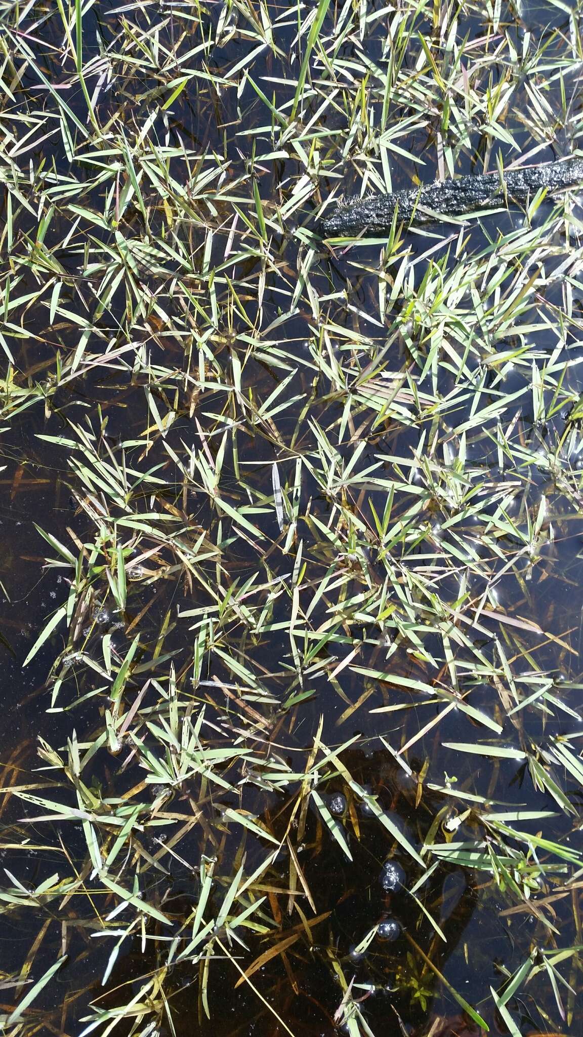 Image of Southern Water Grass