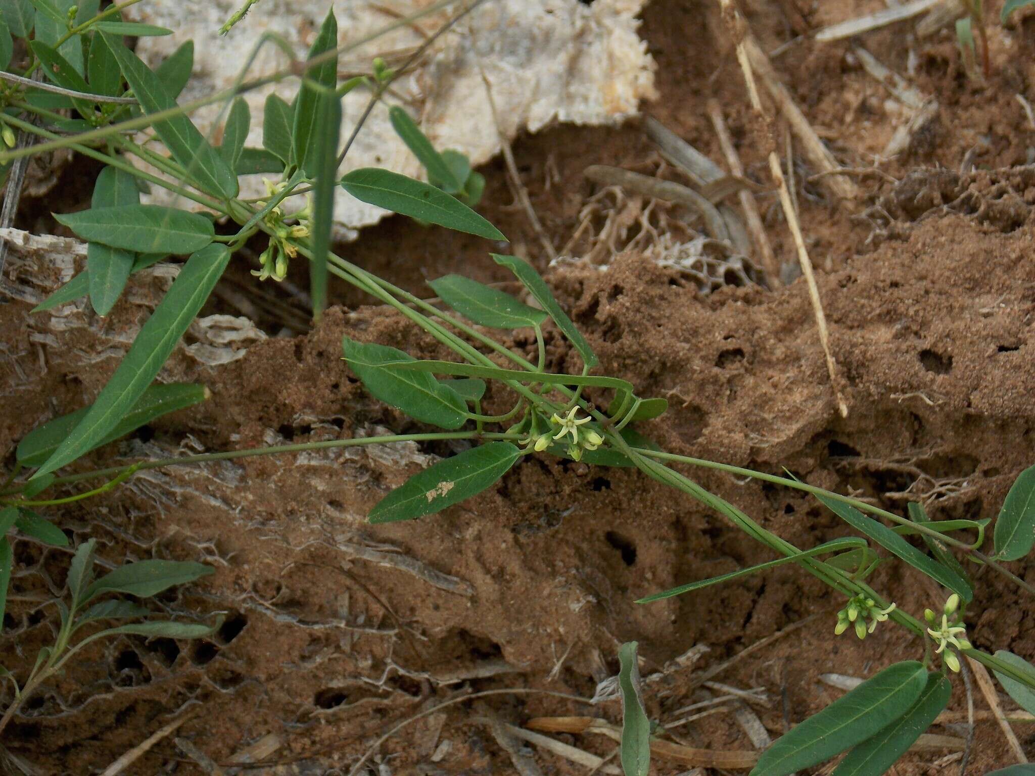 Cynanchum maccartii Shinners的圖片