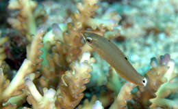 Image of Chain-lined wrasse