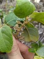 Image of Callicarpa candicans (Burm. fil.) Hochr.