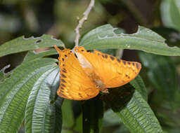 Imagem de Charaxes affinis Butler 1865