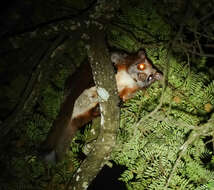 Image of Red And White Giant Flying Squirrel