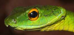 Image of Green Parrot Snake