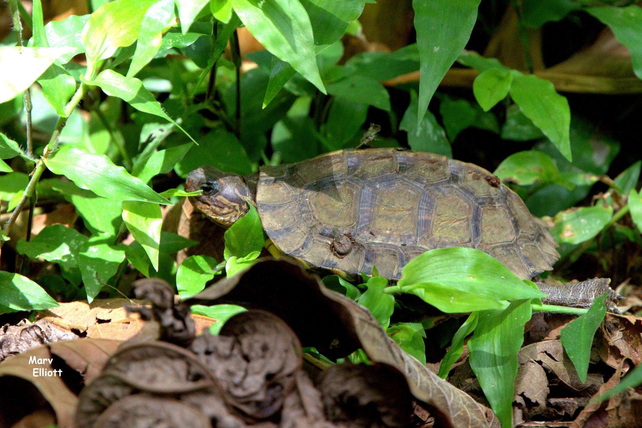 Image of Brown Land Turtle