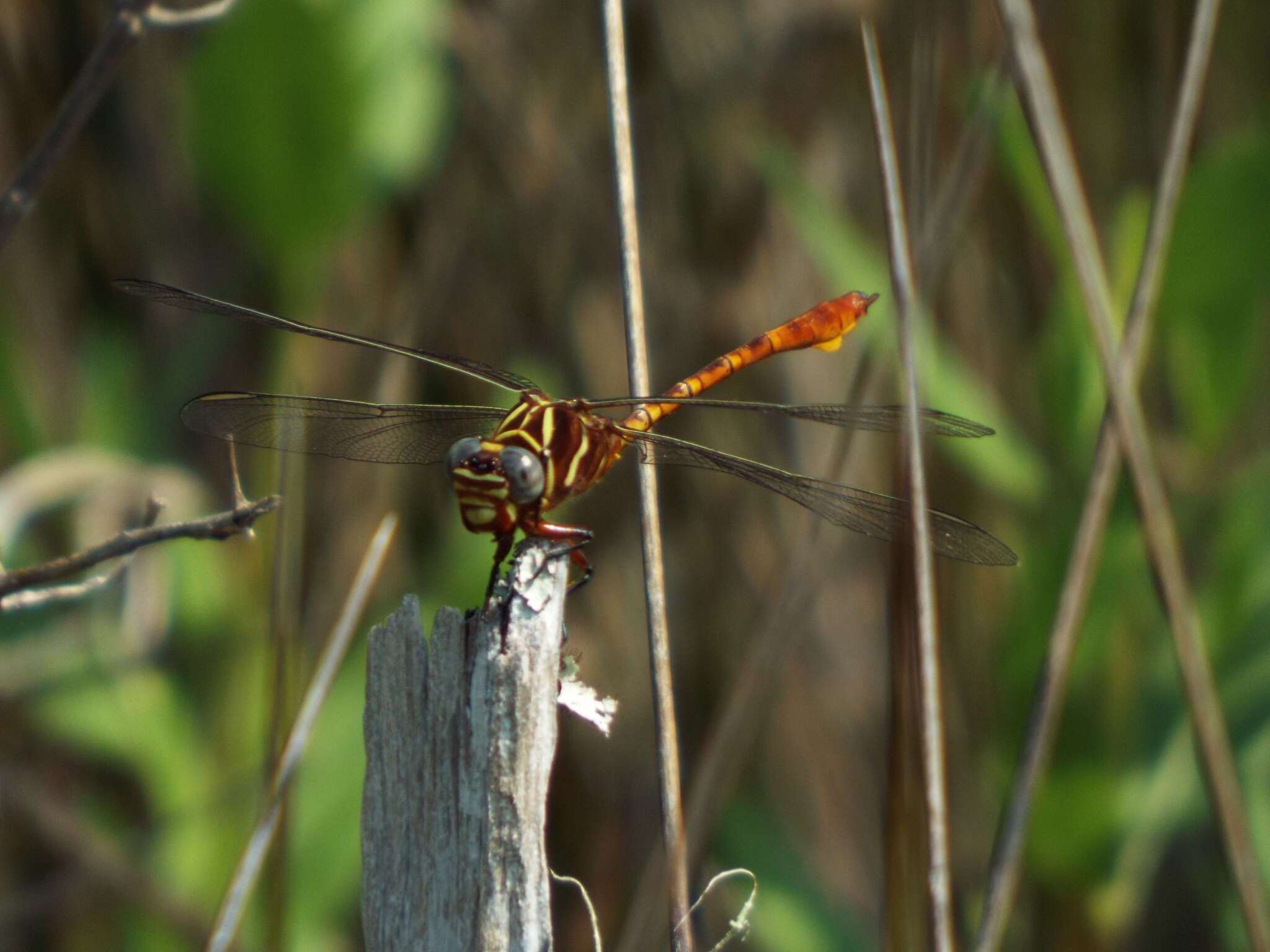 Image of Two-striped Forceptail