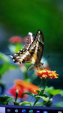 Image de Papilio paeon Boisduval 1836