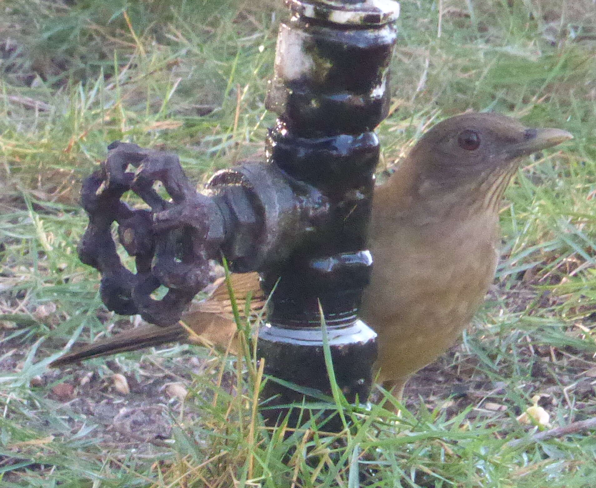 Image of Clay-colored Robin