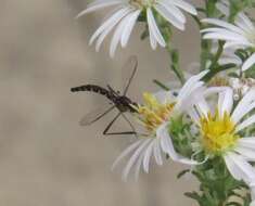 Imagem de Dolichomyia gracilis Williston 1894