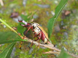 Imagem de Dicronocephalus bourgoini Pouillaude 1914