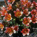 Слика од Saxifraga nathorstii (Dusen) Hayek