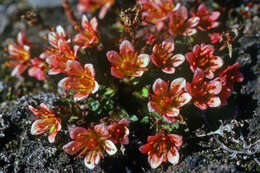 Image of East Greenland saxifrage